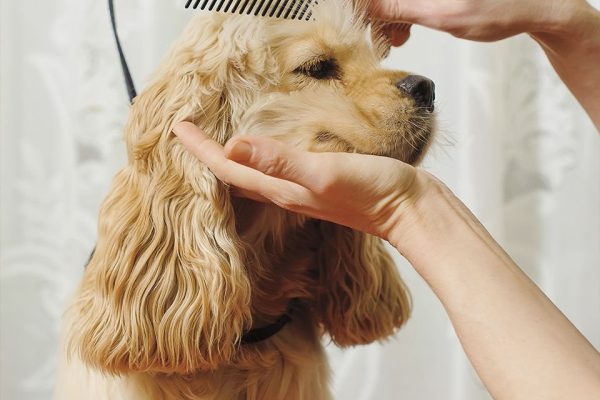 211785_PT2._AC_SL1200_V1689614734_