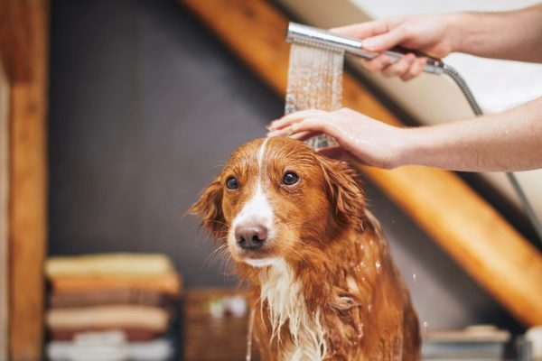 Dog taking bath at domestic bathroom. Showering of Nova Scotia Duck Tolling Retriever at home
; Shutterstock ID 2209568669; purchase_order: -; job: -; client: -; other: -