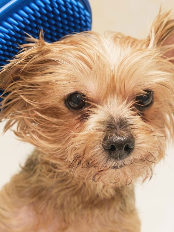 brush-wet-dog-scaled