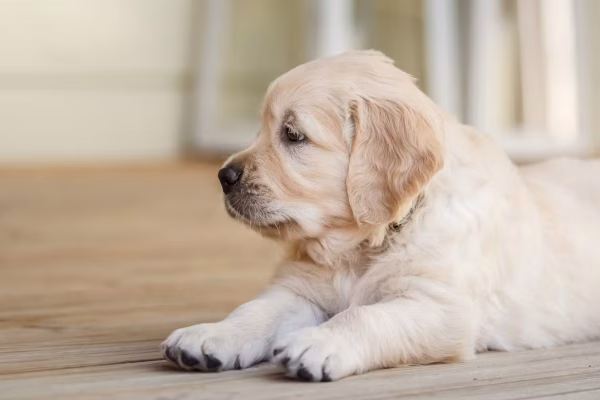 c3f6437e-f3f5-430a-9e1b-847c078e705e_puppy dog sitting