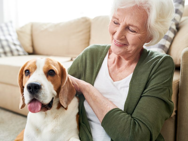 positive-senior-owner-stroking-dog-XWE279T.jpg
